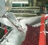 Машина для удаления косточек из вишни, сливы, абрикоса 1600 - 2600 кг/час  