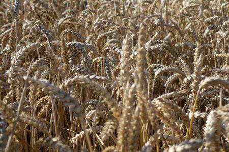 Россия, биотопливо и АПК: перепроизводство зерна и сахарной свеклы диктует свои рыночные законы