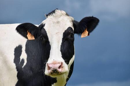 Современные методы для селекции молочных коров на основе лучшего иммунитета 