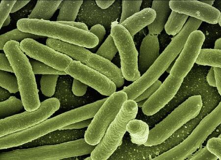 Устойчивые к антибиотикам бактерии обмениваются генами во время спячки