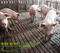 Щелевые полы бетонные для свиней