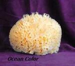 Губка натуральная морская декоративная Ocean Color