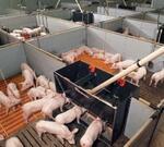 Системы кормления свиней