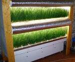 Установка для выращивания зеленого лука в подвальных помещениях