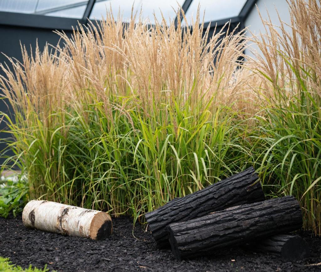 Мискантус и берёзовый биоуголь: природный щит от избыточного CO₂