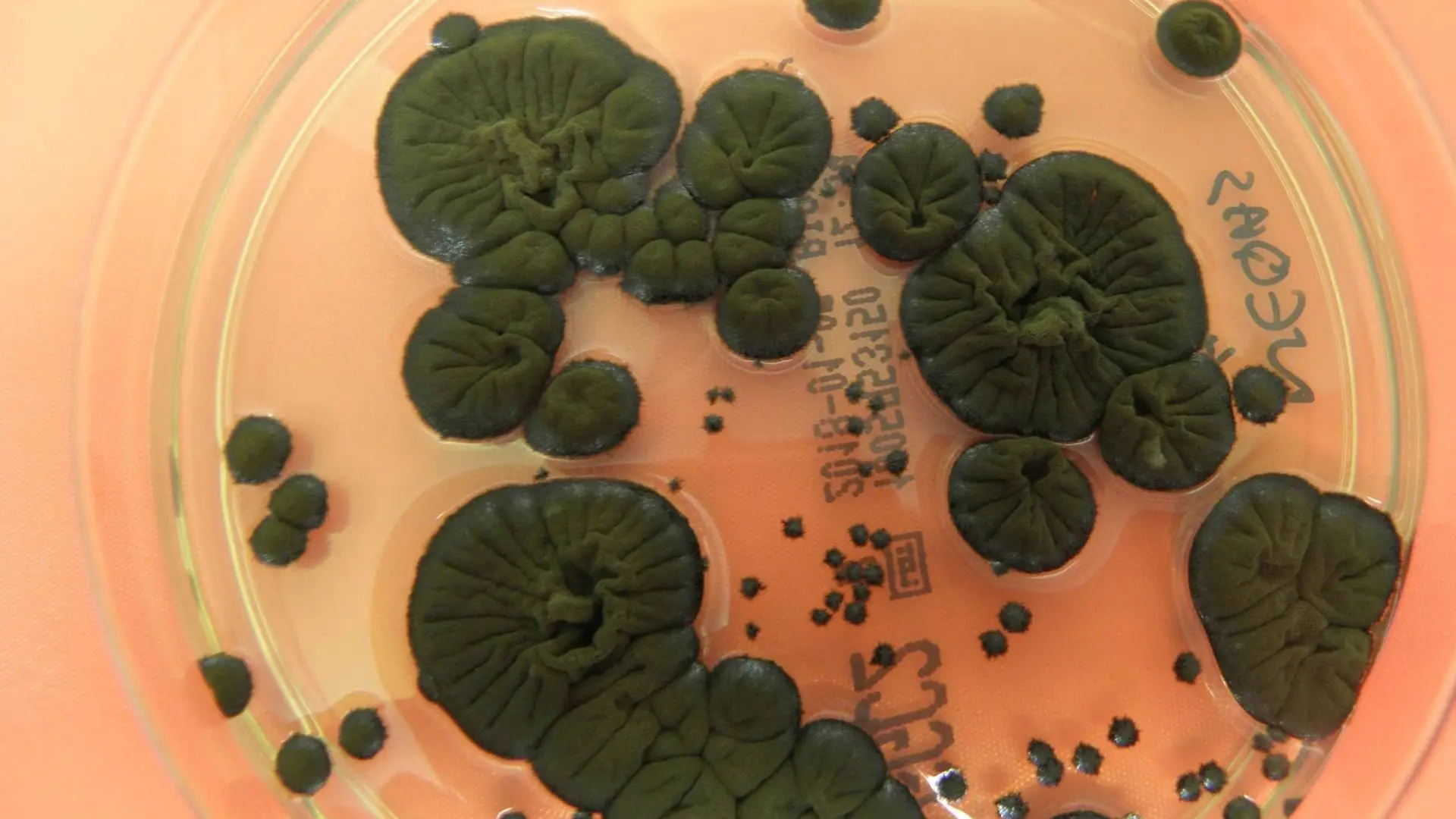 Грибы‑мутанты Чернобыля: как радиация стала пищей для жизни