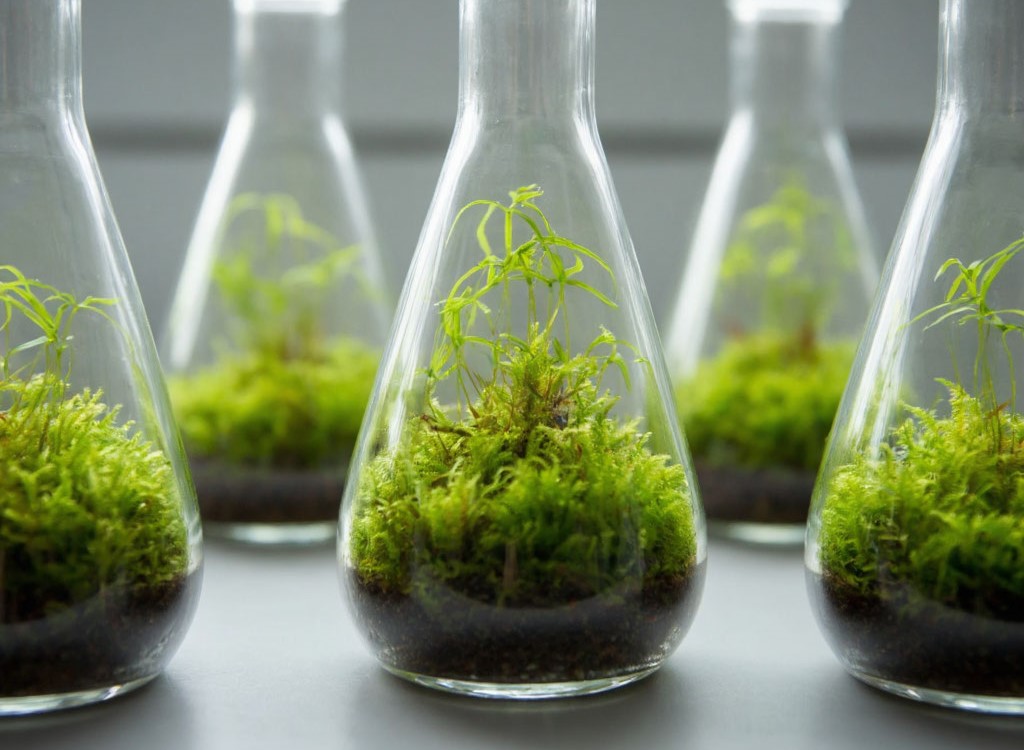 Мох‑очиститель: природный механизм защиты северных водоёмов от токсичных металлов