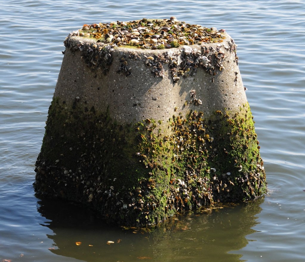 Биоматериал ксиритон: экологичная альтернатива бетону для восстановления прибрежных экосистем