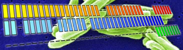 Тест-система Сполиго-биочип Тест-система Сполиго-биочип