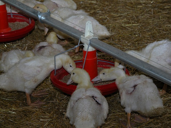 Кормушка для уток Кормушка для уток