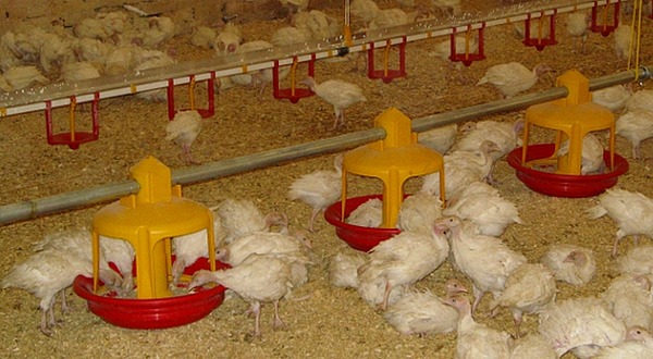 Оборудование для птицеферм Оборудование для птицеферм